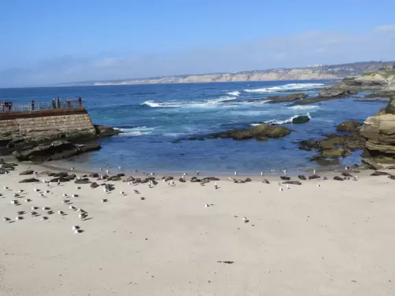 Amazing place to see seals, and from Dec-May, their pups.