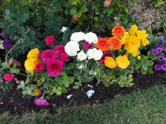 A walk among tropical trees and flowers, and the sweetest houses.