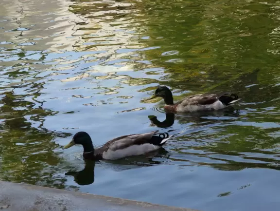 Stroll past beautiful architecture, ponds, fountains, flowers, and trees. Visit many different museums! And best of all, walk through sumptuous gardens.