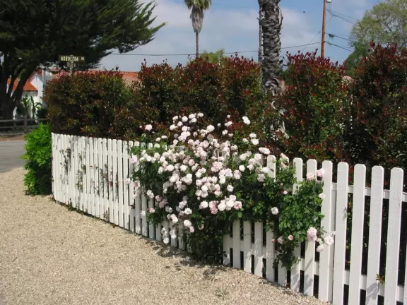 Bike alongside a bubbling creek, surrounded by tall trees, without the noise or fumes of cars, all the way from Hope Ranch, past Goleta Beach and UCSB, to Isla Vista!