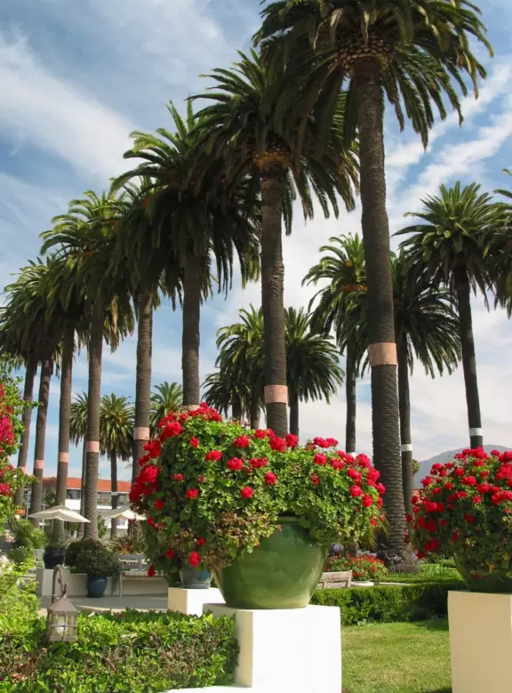 Things feel open and expansive under the skyhigh palms at West Beach boardwalk!