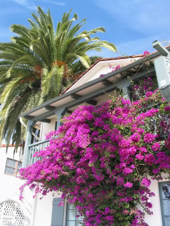 Things feel open and expansive under the skyhigh palms at West Beach boardwalk!