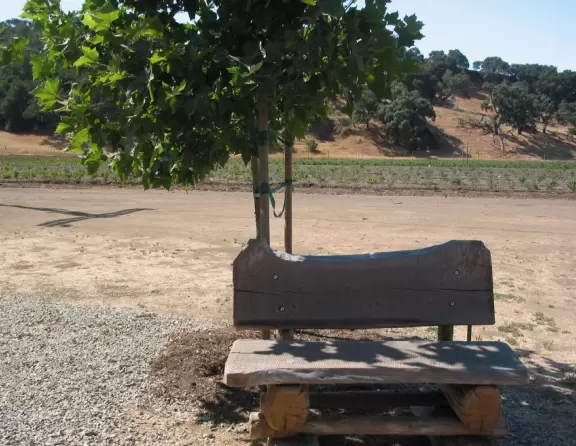 Pick (and eat) blueberries with your kids in perfect Solvang countryside.