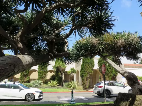 Stroll past beautiful architecture, ponds, fountains, flowers, and trees. Visit many different museums! And best of all, walk through sumptuous gardens.