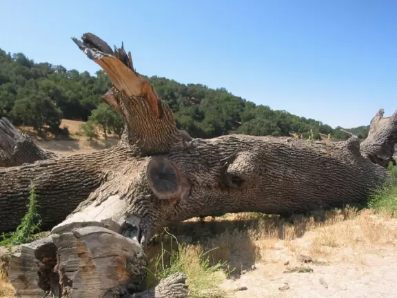 Pick (and eat) blueberries with your kids in perfect Solvang countryside.
