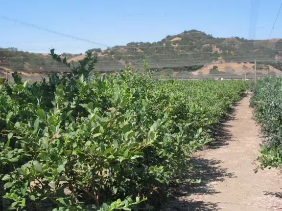 Pick (and eat) blueberries with your kids in perfect Solvang countryside.