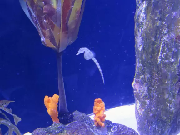 Small aquarium with two halls full of beautiful tanks, plus two decks stunning views over a cove.