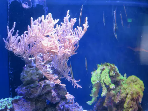 Small aquarium with two halls full of beautiful tanks, plus two decks stunning views over a cove.