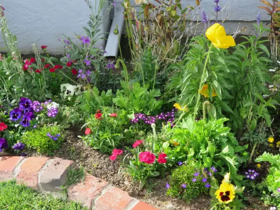 A walk among tropical trees and flowers, and the sweetest houses.