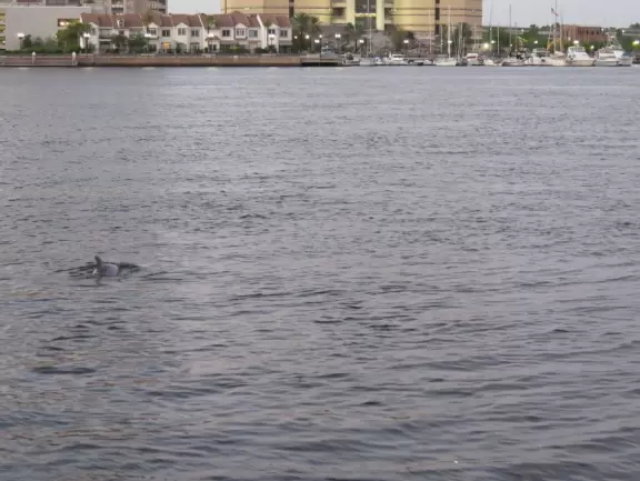 Gorgeous views of the blue bridge and wide waterway. See public art, and dolphins.