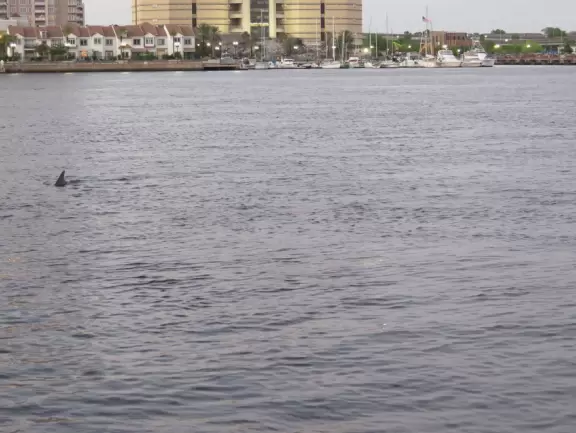 Gorgeous views of the blue bridge and wide waterway. See public art, and dolphins.