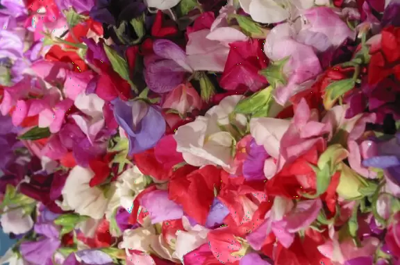 Colorful, delicious farmers market along lovely State Street.
