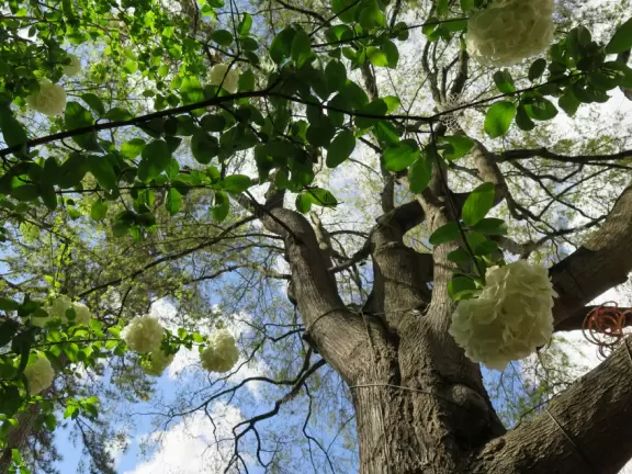 Beautiful in spring, especially April! Lovely artistically laid out medium-sized garden.