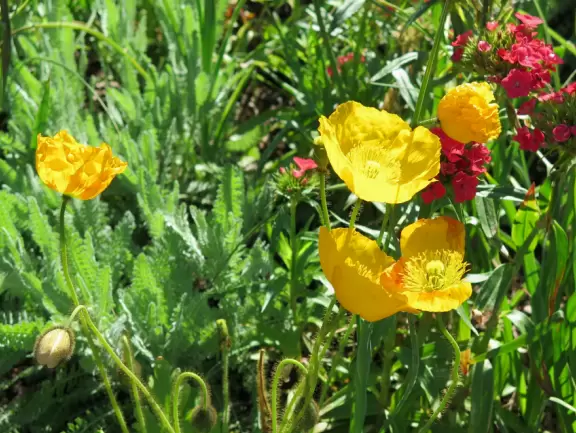 Large world-class garden with lakeside allees, flower terraces, and small Japanese garden.