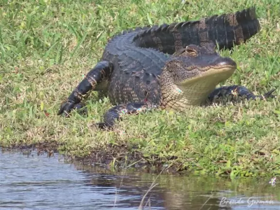 Walk past tropical plants in a hilly area!