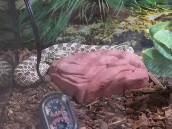 A snake!