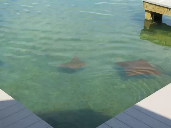 Beautiful nature center on Hutchinson Island, with nature trail on boardwalks, lagoon filled with sharks and game fish, stingrays you can feed by hand, and huge ocean deck with views around the island!