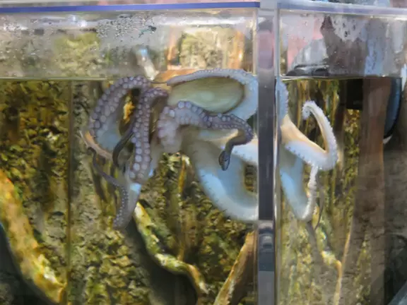 Beautiful nature center on Hutchinson Island, with nature trail on boardwalks, lagoon filled with sharks and game fish, stingrays you can feed by hand, and huge ocean deck with views around the island!