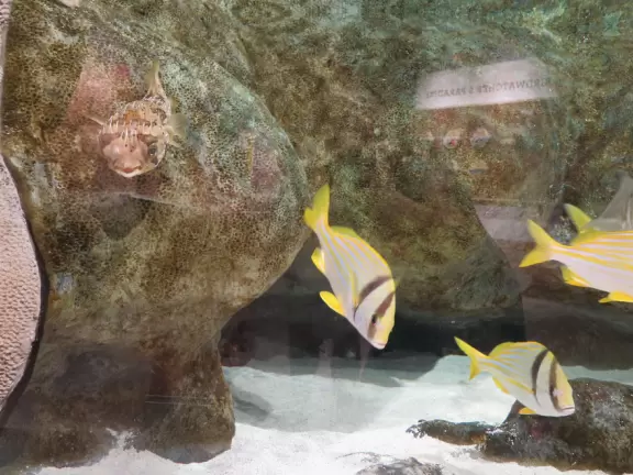 Beautiful nature center on Hutchinson Island, with nature trail on boardwalks, lagoon filled with sharks and game fish, stingrays you can feed by hand, and huge ocean deck with views around the island!