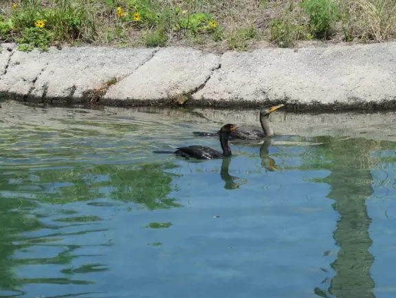 Beautiful nature center on Hutchinson Island, with nature trail on boardwalks, lagoon filled with sharks and game fish, stingrays you can feed by hand, and huge ocean deck with views around the island!