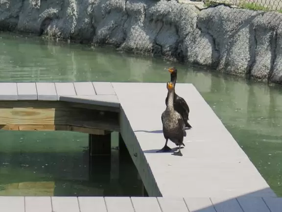 Beautiful nature center on Hutchinson Island, with nature trail on boardwalks, lagoon filled with sharks and game fish, stingrays you can feed by hand, and huge ocean deck with views around the island!