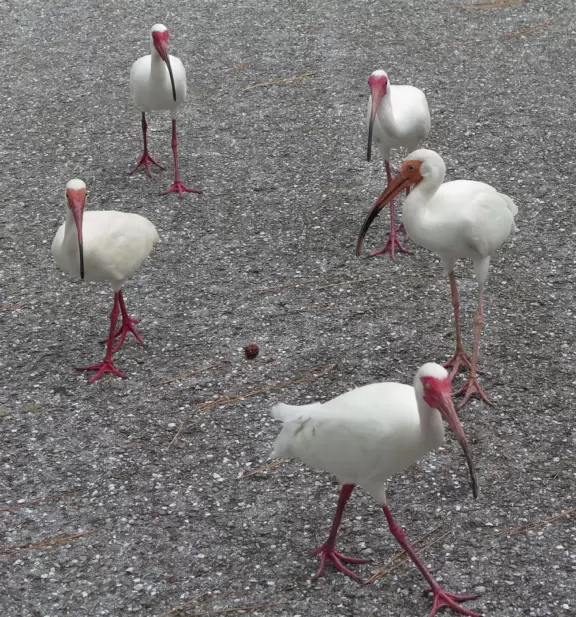 Wooded park and amazing playground with gigantic twisty slide, spiderweb climby, and fun creative climbing contraptions on the structure.