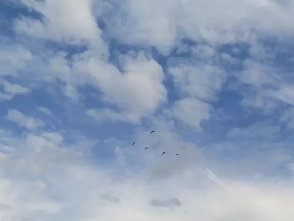 Long walk with wide sidewalk, past lush jungly forest. Some car noise.