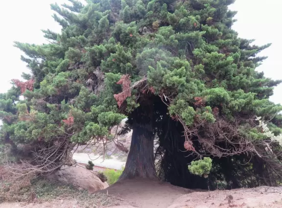 Hard-packed dirt trail on vertical cliffs above the sea!
