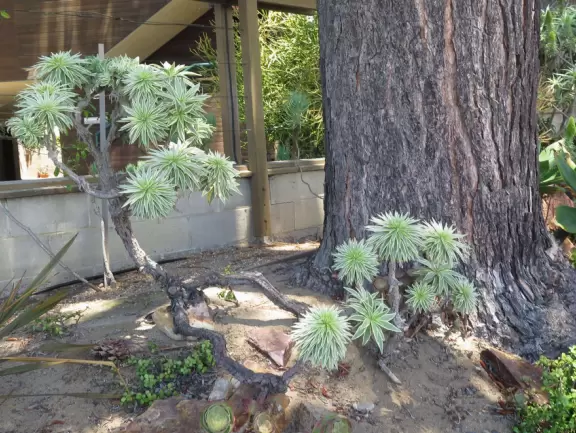 Row of cafes by the lagoon near Torrey Pines State Beach.