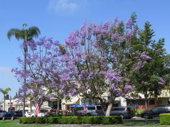 A walk among tropical trees and flowers, and the sweetest houses.
