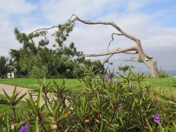 Lively beach with lawn, cypress trees, and lots of people having fun.