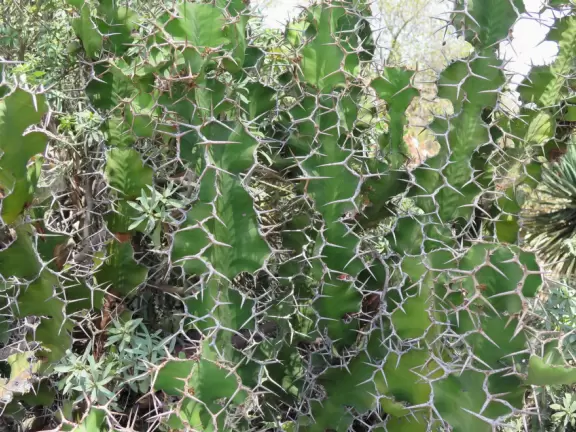 A lovely walk through roses and desert plants.
