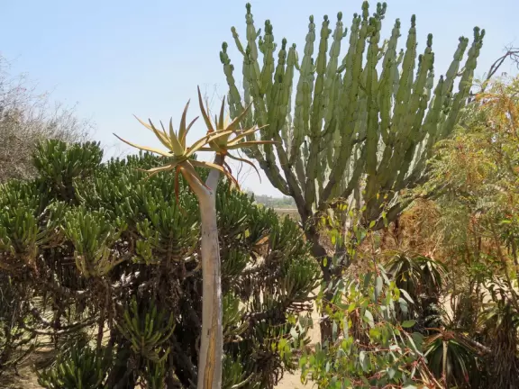 A lovely walk through roses and desert plants.