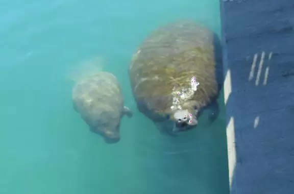 Two-level modern winter manatee viewing center with walkway by the water.