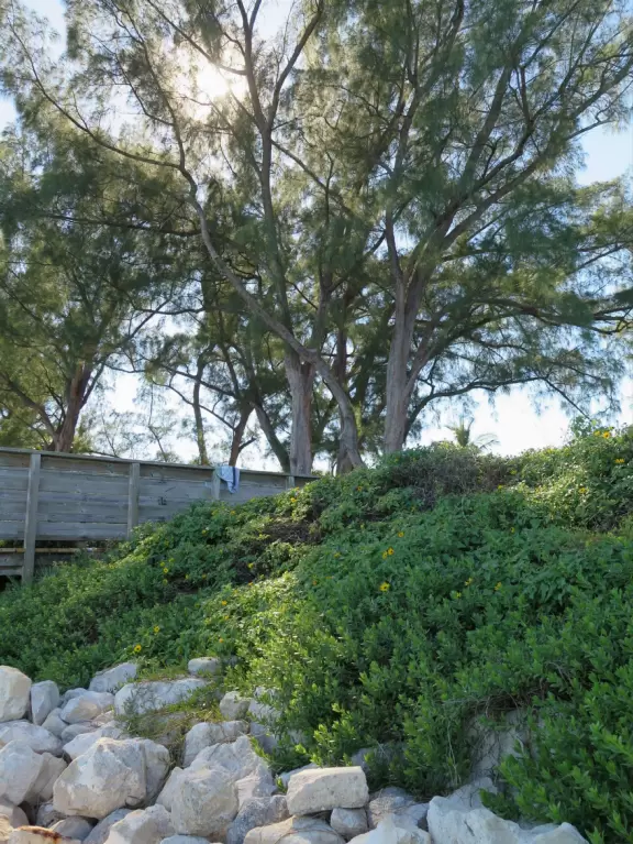 Gorgeous park with white sand beaches, ironwood trees, beach sunflowers, playground, basketball, and a pretty walkway.