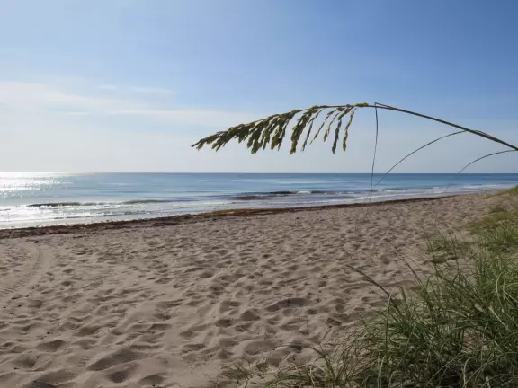Sea oats and ocean.