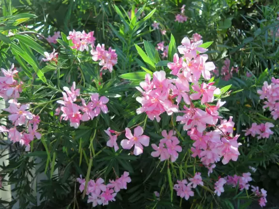 Walk along the sidewalk past mansions, tropical landscaping, and beautiful beach access points.