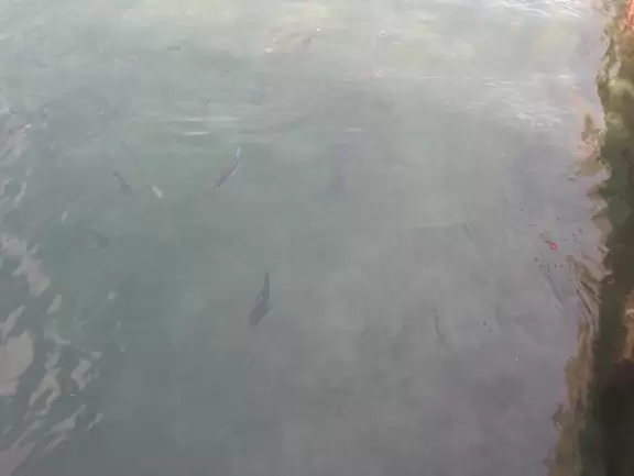 Gorgeous place on the Jupiter inlet across from the lighthouse, with restaurants and a walkway.