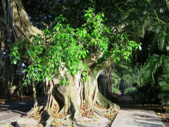 Walk under gorgeous banyan trees.