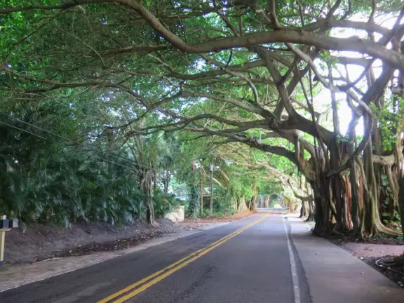 Walk under gorgeous banyan trees.
