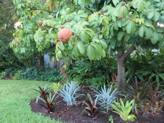 Walk under gorgeous banyan trees.