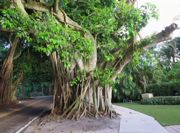 Walk under gorgeous banyan trees.