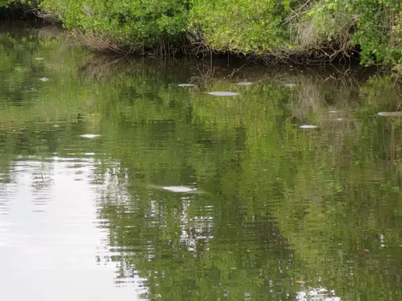 Walk under gorgeous banyan trees.