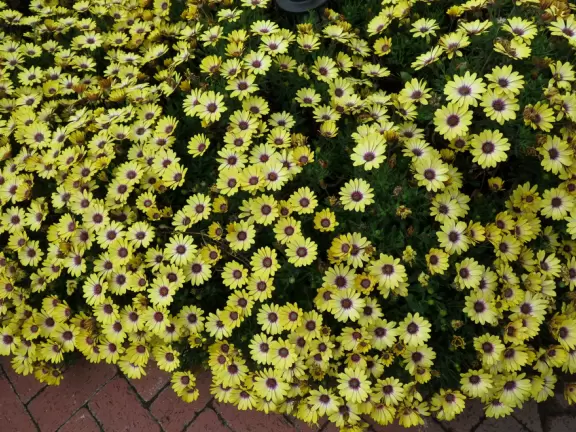 A walk among tropical trees and flowers, and the sweetest houses.