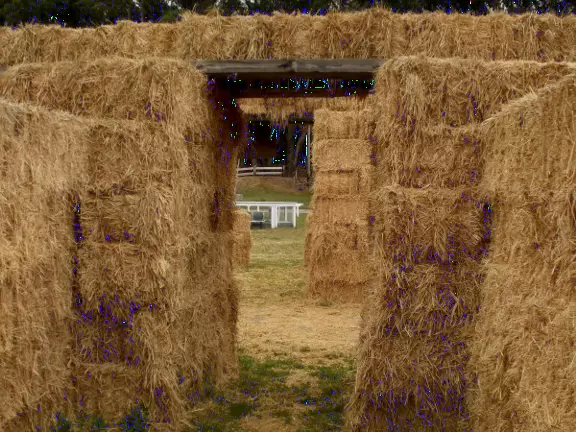 Huge pumpkin farm with pumpkin river, corn fields to wander, hay rides, and petting zoo.