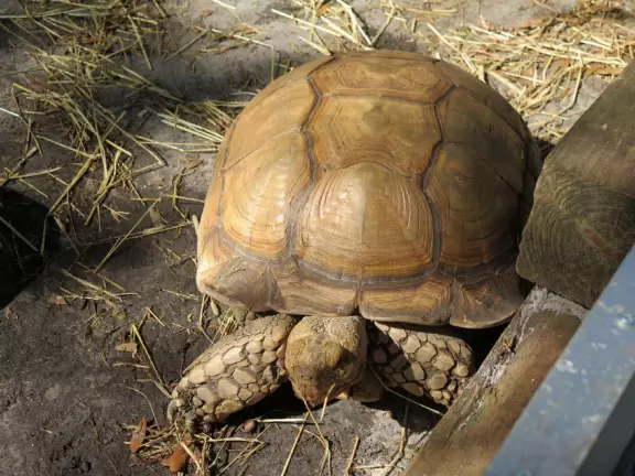 Owls, eagles, pelicans, turtles, giant tortoises, an alligator, in cages on a pretty piece of land with a pond and beautiful trees.