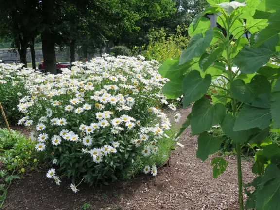 Impressive, stately building atop a hill, with lovely gardens and statues, and a fountain in the middle if the street.