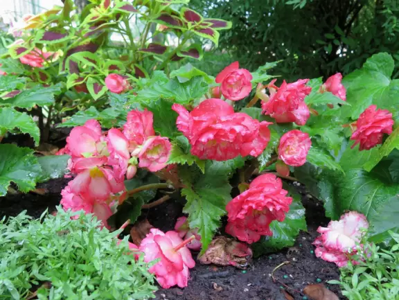Impressive, stately building atop a hill, with lovely gardens and statues, and a fountain in the middle if the street.