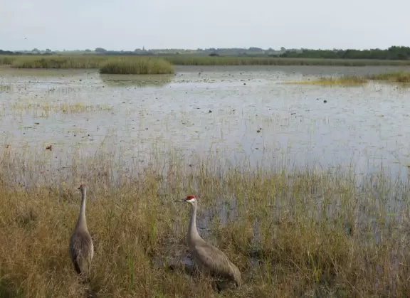 Dock on a lake with water lilies and birds, and trail through flatwood pine trees.