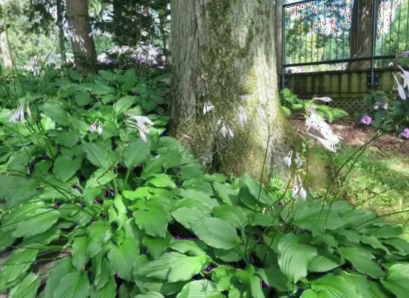 Gorgeous park in a forest with maple trees galore and views over the water.